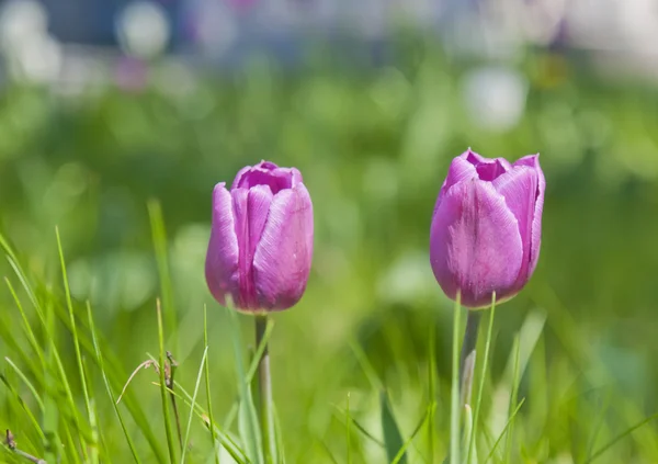 Zwei lila Tulpen auf grünem Gras. — Stockfoto