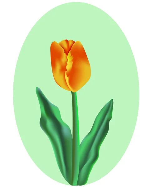 Vector orange-yellow tulip in oval frame. — Stock Vector