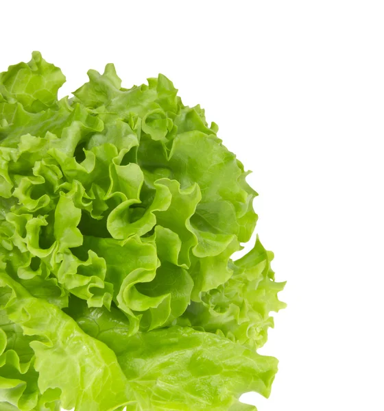 stock image Leaves of green fresh lettucel.