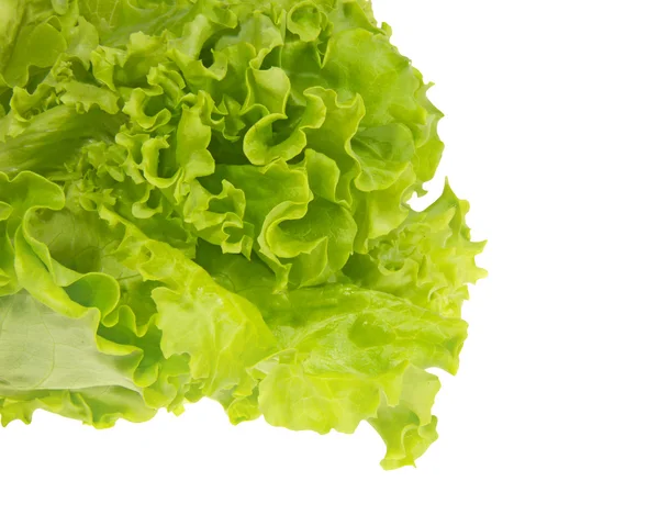 Листя зеленого свіжого салату в білій мисці . — стокове фото
