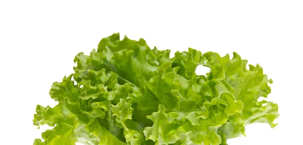 Листя зеленого свіжого салату . — стокове фото