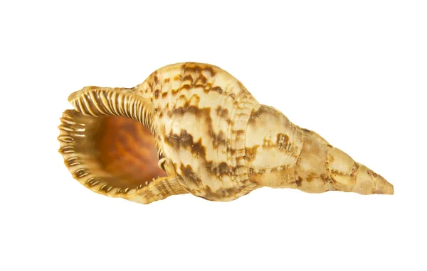 美しい海ザルガイの殻. — ストック写真