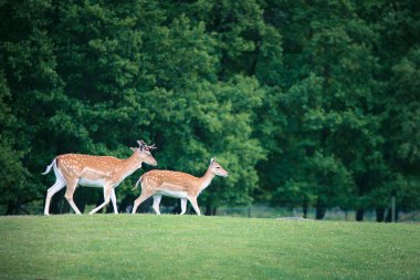 Two roe deers on a meadow clipart