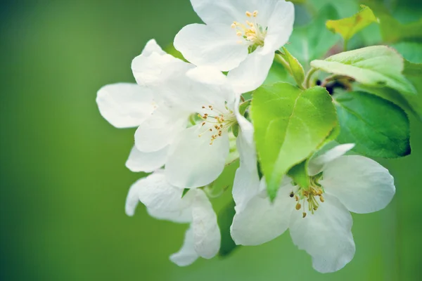 Foto de brunch árvore florescente com flores brancas — Fotografia de Stock