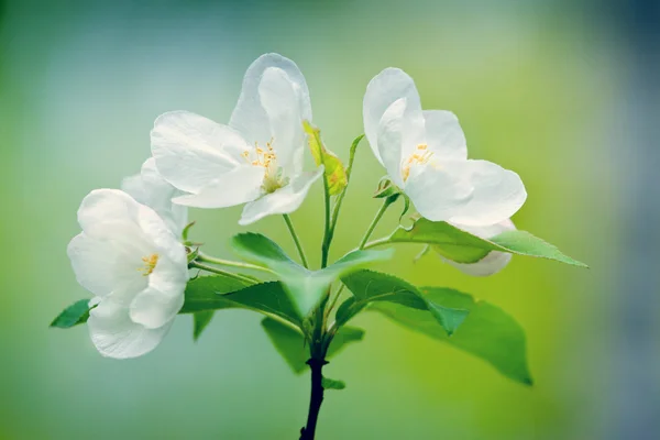Yeni gelişen ağaç brunch ile beyaz çiçek fotoğrafı — Stok fotoğraf