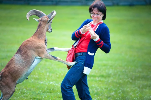 stock image Attractive young woman feeding a goat