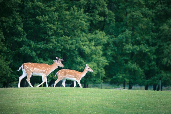 Dva srnčí jelenů na louce — Stock fotografie