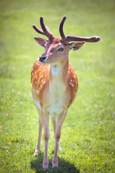 Çayır üzerinde genç geyik — Stok fotoğraf