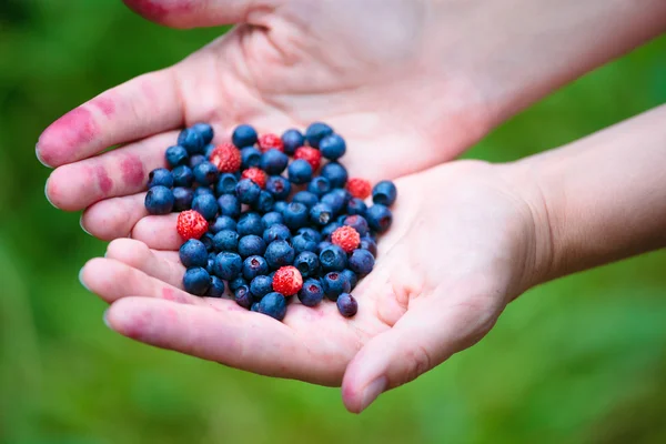 stock image Woman hands holding ripe berries