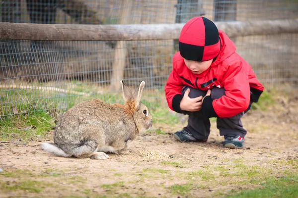 Menino brinca com um coelho — Fotografia de Stock