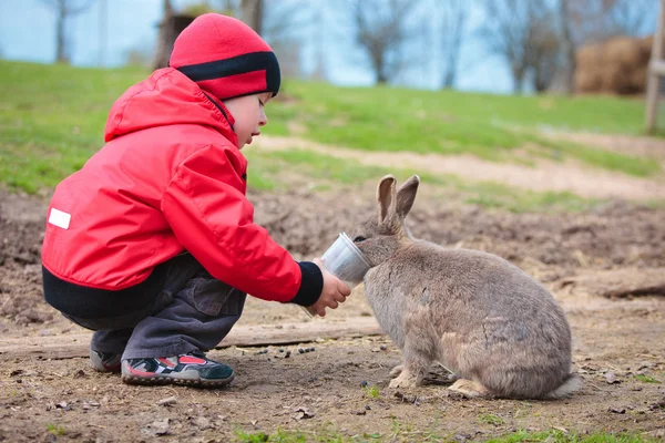 Menino alimenta um coelho — Fotografia de Stock