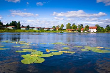 Beautiful forest lake with water lilies clipart