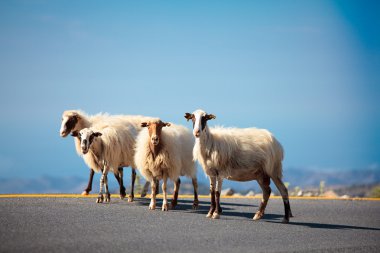 Sheeps on the road clipart