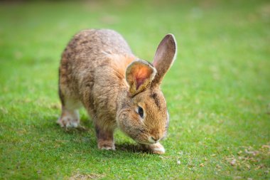 Paskalya tavşanı taze yeşil çimenlerin üzerinde