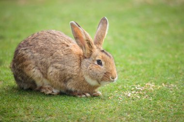 Easter rabbit on fresh green grass clipart