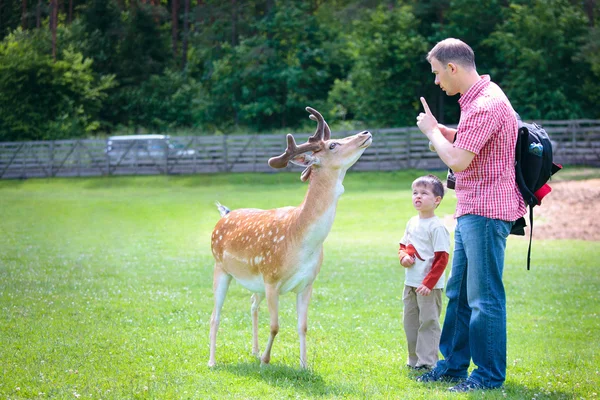 Padre e hijo en un parque con ciervos — Foto de Stock