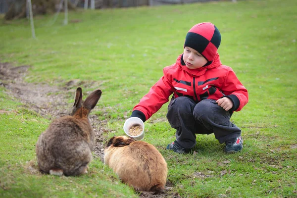 Menino alimenta um coelho — Fotografia de Stock