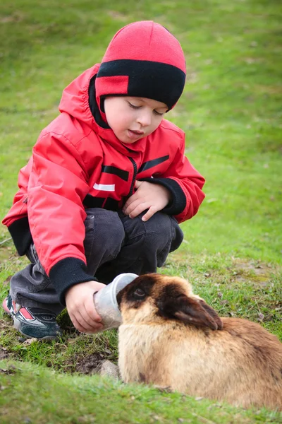 Kleiner Junge füttert ein Kaninchen — Stockfoto