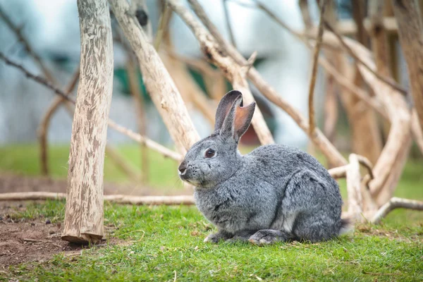 Easter rabbit on fresh green grass — Stock Photo, Image