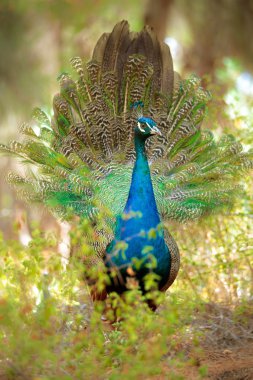 Peacock with tail extended clipart