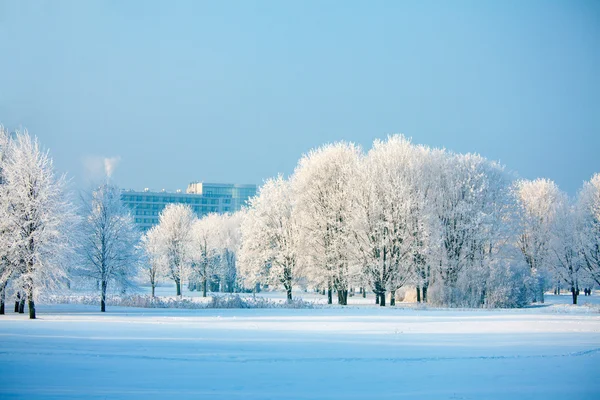 Talvipuut — kuvapankkivalokuva