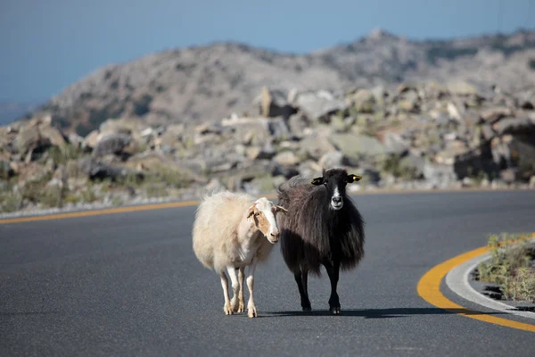 Two sheep on the road — Stock Photo, Image