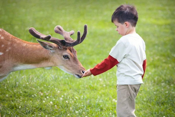 Niño pequeño alimentando ciervos en granja — Foto de Stock