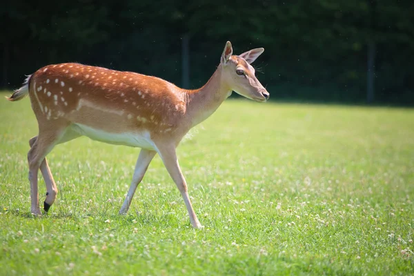 Sika deer on meadow — Stock Photo, Image