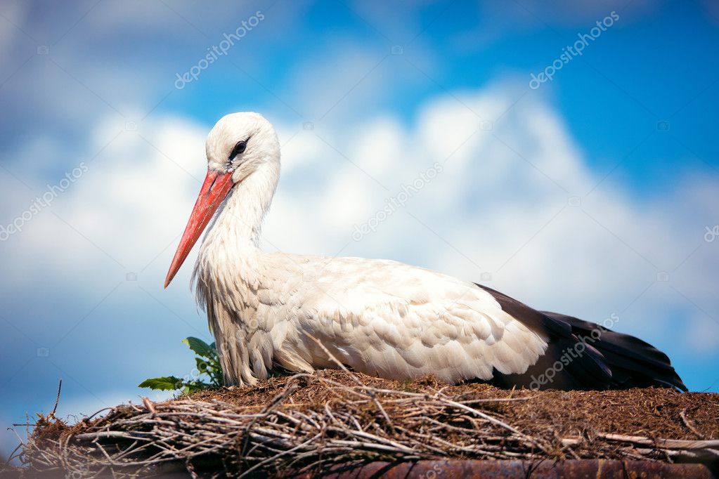 Close-up image of a Stork on her nest