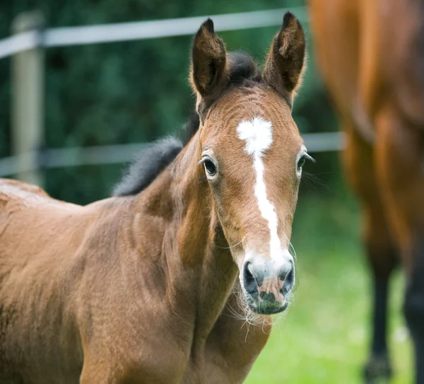 Portrait of newborn foal — Stock Photo, Image