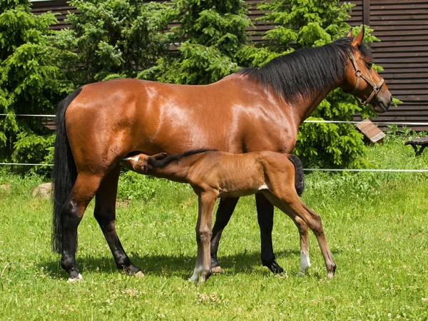 Sucking foal and mare — Stock Photo, Image