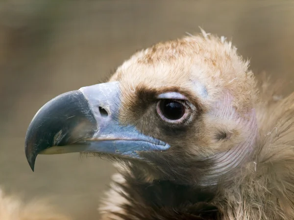 European black vulture — Stock Photo, Image