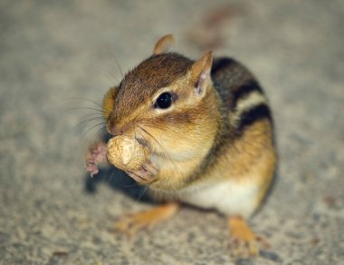 Doğu chipmunk