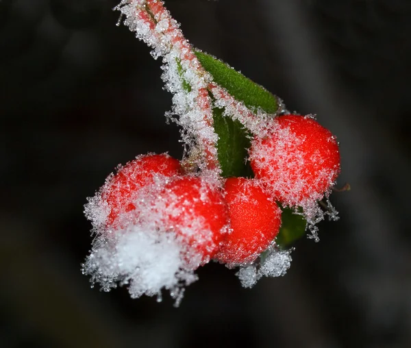 White frost on barberry — Stock Photo, Image