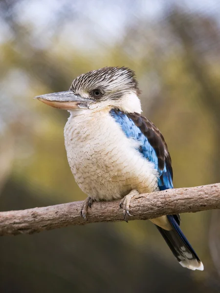 Mavi kanatlı ahmak - dacelo leachii — Stok fotoğraf