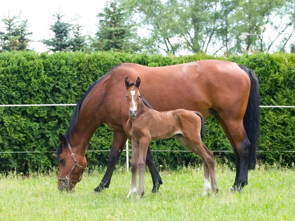 Pasgeboren veulen met merrie — Stockfoto