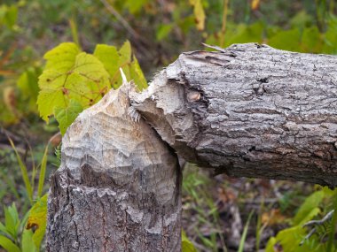 Tree cutted by beaver clipart