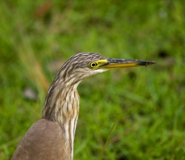 Indian pond heron - ardeola grayii