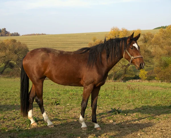 Молодой конь на пастбище — стоковое фото