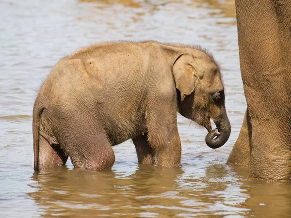 Bebé elefante teniendo baño —  Fotos de Stock