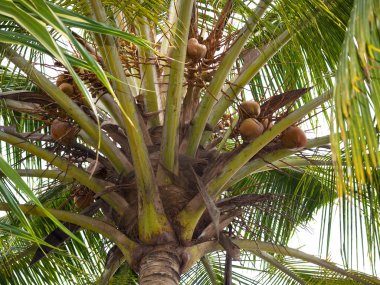 Hindistan cevizi hurma - cocos nucifera