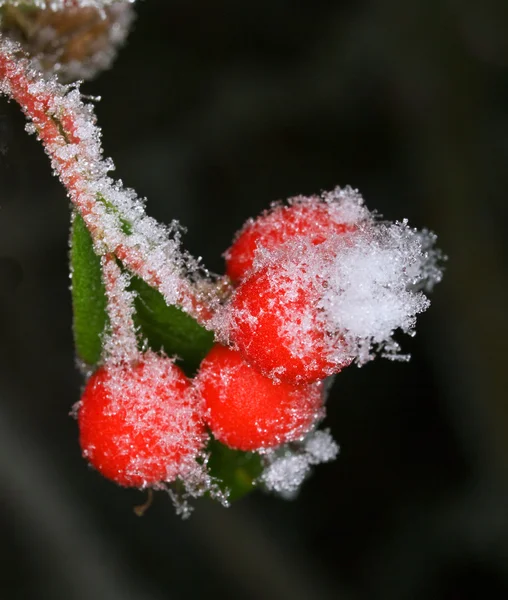 White frost on barberry — Stock Photo, Image