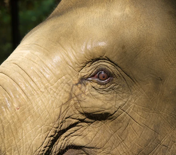 Elephas maximus - Asya fili — Stok fotoğraf