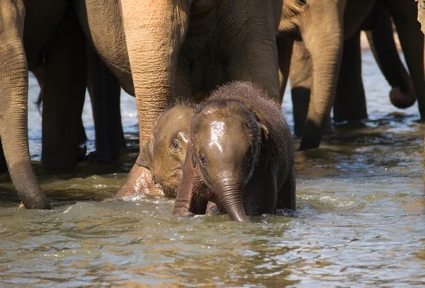 Bébé éléphant - Elephas maximus — Photo