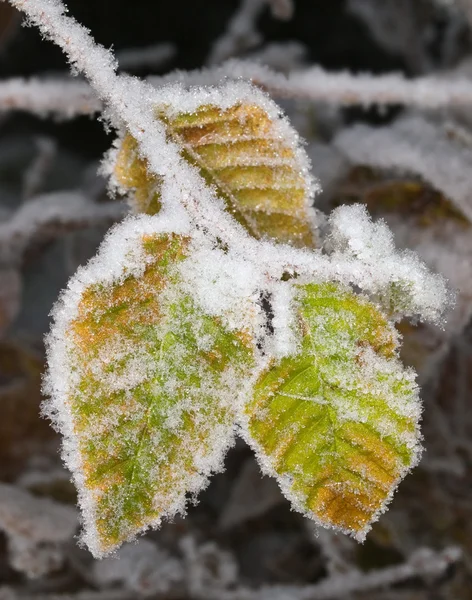 White frost on leaves — Stock Photo, Image