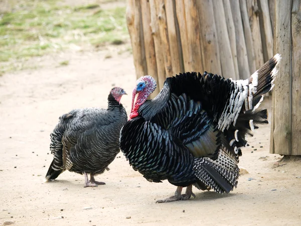 stock image Wild turkey - Meleagris gallopavo