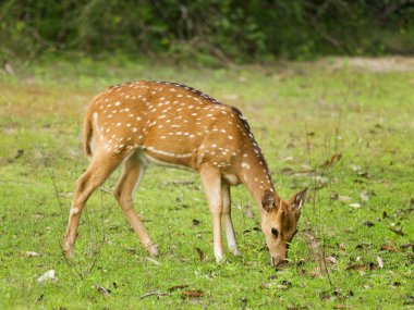 Indian spotted deer - Axis axis clipart
