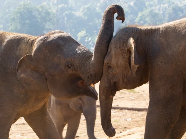 Jugando a elefantes jóvenes — Foto de Stock