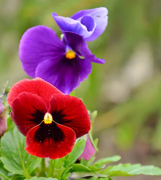 Purple and red pansies — Stock Photo, Image