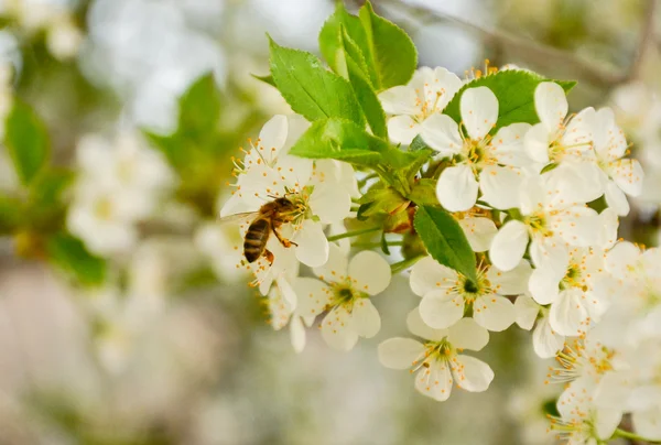 Cherry blossom and bee — Stock Photo, Image